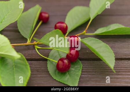 Kirschen auf einer Basis aus schwarzen Brettern angeordnet. Unter der Frucht befindet sich ein Zweig mit Blättern. Stockfoto