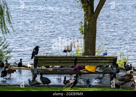 Verschiedene Vögel auf einer Parkbank am See Stockfoto