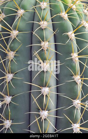 cardon grande Cactus oder argentinischer saguaro, Echinopsis terscheckii, kaktusz Stockfoto