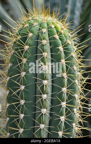 cardon grande Cactus oder argentinischer saguaro, Echinopsis terscheckii, kaktusz Stockfoto