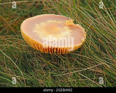 Verblasste Fruchtkörper von scharlachem Waxcap (Hygrocybe coccinea) Pilz mit umgedrehter Kappe, die wild auf unverbessertem Waxcap Grassland in Cumbria, England, UK wächst Stockfoto