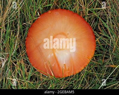 Overhead-Ansicht der glänzenden kreisförmigen Kappe des verblassten Fruchtkörpers von Scarlet Waxcap (Hygrocybe coccinea), der auf nicht verbessertem Grasland wächst - Cumbria, England, UK Stockfoto