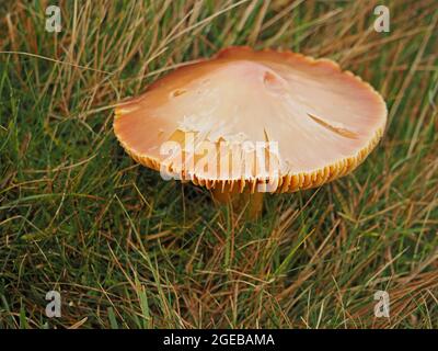 Verblasste Fruchtkörper von scharlachem Waxcap (Hygrocybe coccinea) Pilz mit umgedrehter Kappe, die wild auf unverbessertem Waxcap Grassland in Cumbria, England, UK wächst Stockfoto