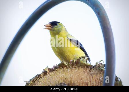 Ein männlicher amerikanischer Goldfink steht auf dem Sonnenblumenkopf, während er sich mit neuen Samen ernährt. Stockfoto