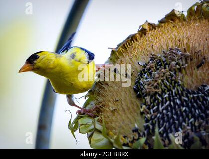 Ein männlicher amerikanischer Goldfink steht auf dem Sonnenblumenkopf, während er sich mit neuen Samen ernährt. Stockfoto