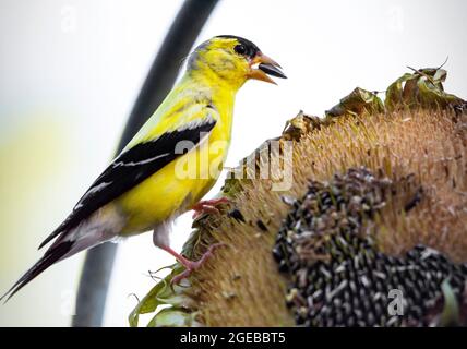 Ein männlicher amerikanischer Goldfink steht auf dem Sonnenblumenkopf, während er sich mit neuen Samen ernährt. Stockfoto