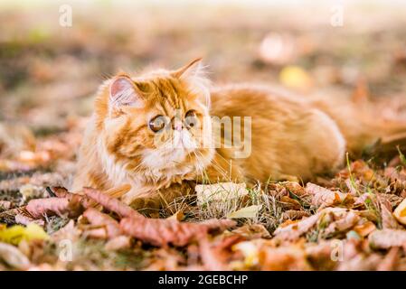 Lustige rote Perserkatze im Herbsthintergrund mit abgefallenen trockenen Blättern Stockfoto