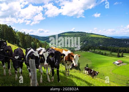 Jura-Gebirge, schweizer Landschaft, grünes Land mit Kühen auf der Weide. Sommertag. Stockfoto