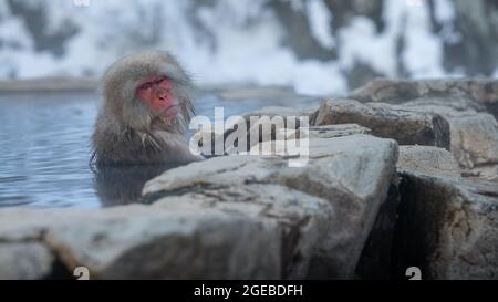 Die berühmten Schneemaffen baden in einer natürlichen Onsen heißen Quelle von Nagano, Japan. Japanische Makaken genießen und im Winter im Freien baden. Ein wilder Macaq Stockfoto