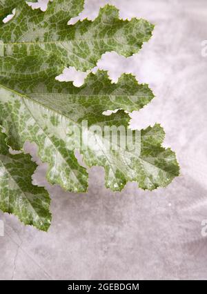 Buntes Zucchini-Blatt auf grauem Hintergrund. Speicherplatz kopieren. Stockfoto