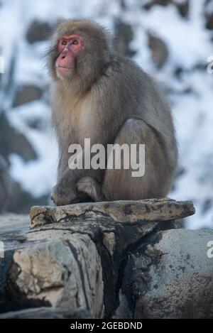 Japanischer Schneemaffe Makaken verhindern Kälte in der Nähe des heißen Quellteiches des Jigokudani Parks in der Wintersaison, Yamanouchi, Nagano, Japan. Berühmtes Wahrzeichen von Stockfoto