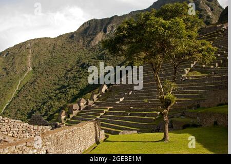 Machu Picchu Bauernterrassen, Steinhäuser und Baum Stockfoto