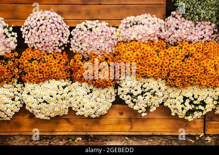 Autumn Chrysanthemum Festival. Vertikale Gartenarbeit einer Holzwand mit Chrysanthemen. Komposition aus Reihen von weißen, violetten und orangen Chrysanthemen Stockfoto