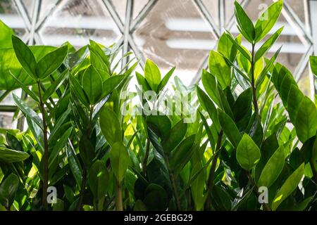 Reihen des Hauses Pflanzen zamiokulkas mit grünen Blättern und Ästen, die im Gewächshaus wachsen. Gartenarbeit im Haus Stockfoto