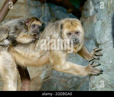 Nahaufnahme eines weiblichen Schwarzen Brüllaffen (Alouatta caraya), der ihr Baby auf dem Rücken trägt Stockfoto