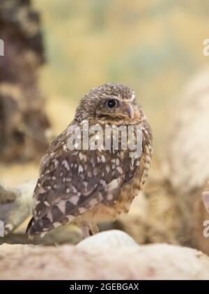 Nahaufnahme einer Leiheule (Athene cunicularia), die auf einem Ast thront Stockfoto