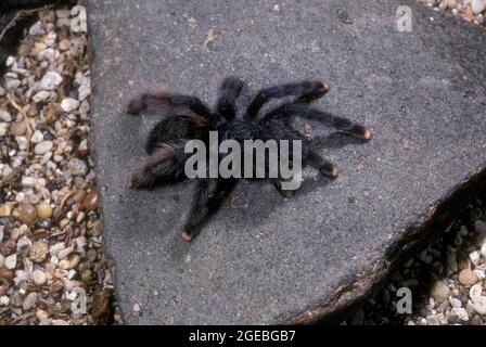 Nahaufnahme einer rosafarbenen Tarantula (Avicularia avicularia), die auf einem Felsen steht Stockfoto