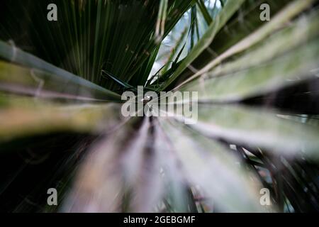 Unscharfer, abstrakter, natürlicher Hintergrund mit Palmenblättern. Palmblatt Blätter und Zweige als botanischer Hintergrund Stockfoto