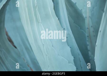 Blühende Agave Busch Textur tropische Pflanze als natürliche Linienmuster. Abstraktes blaues natürliches Hintergrundmuster aus blauen Blättern tropischer Agave Kaktus Stockfoto