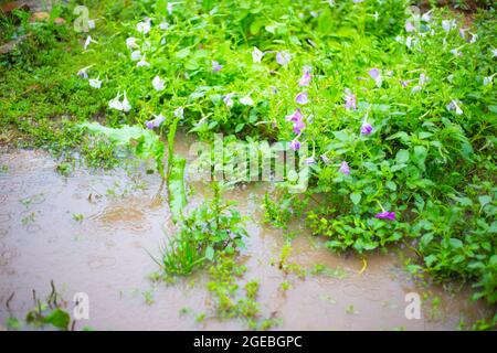 Überfluteter Garten mit Blumen. Es regnet und tropft durch die Pfützen. Schlechtes Wetter im Sommer, Mesocyclone. Weichfokus Stockfoto