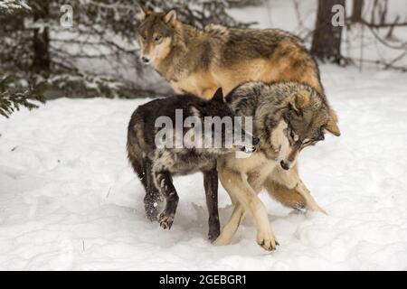 Black Phase Grey Wolf (Canis lupus) Snarls im zweiten Winter - Captve Tiere Stockfoto