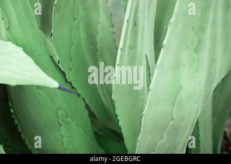 Aloe Vera Pflanze natürlichen Hintergrund. Frische grüne Aloe Vera hinterlässt Textur als Hintergrund. Stockfoto