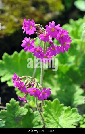 hardy Primrose, Primula kisoana, Kankalin Stockfoto