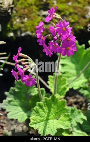 hardy Primrose, Primula kisoana, Kankalin Stockfoto