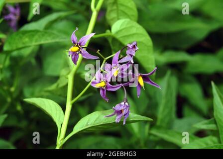 Bittersüß, bittersüßer Nachtschatten, bitterer Nachtschatten, blauer Bindweed, Bittersüßer Nachtschatten, Solanum dulcamara, ebszőlő csucsor, Ungarn, Europa Stockfoto