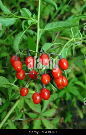 Bittersüß, bittersüßer Nachtschatten, bitterer Nachtschatten, blauer Bindweed, Bittersüßer Nachtschatten, Solanum dulcamara, ebszőlő csucsor, Ungarn, Europa Stockfoto