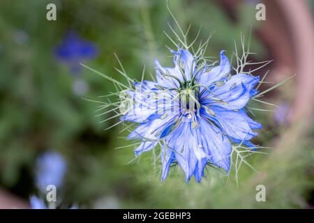 Makrofotografie einer blauen Blume von Nigella damascena 'Miss Jekyll' oder Love-in-a-Mist im Sommer Stockfoto