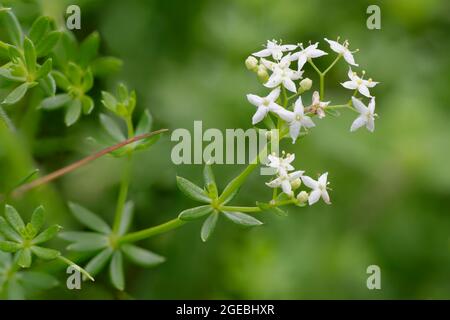Heath Bedstraw - Galium saxatile, Nahaufnahme von Blumen und Blättern Stockfoto