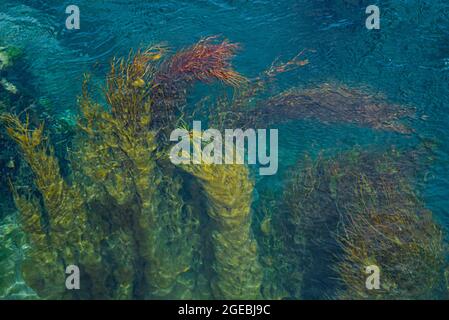 Wasser mit Algen, die schöne abstrakte Bilder grün und blau in verschiedenen Schattierungen zu schaffen. Abstrakter Hintergrund Stockfoto