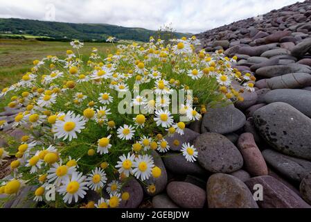 Meermaiglöckchen - Tripleurospermum maritimum wächst auf einer Schindelbank bei Porlock Marsh, Somerset Stockfoto