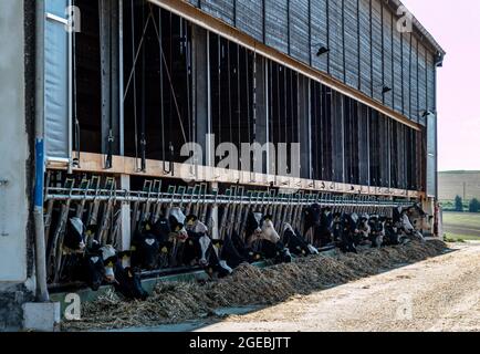 Kühe in einer Molkerei Stockfoto