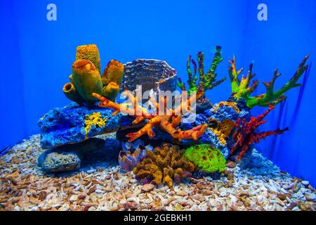 Erstaunliche Unterwasserkorallen Riff Aquarienlandschaft mit tropischen Fischen Stockfoto