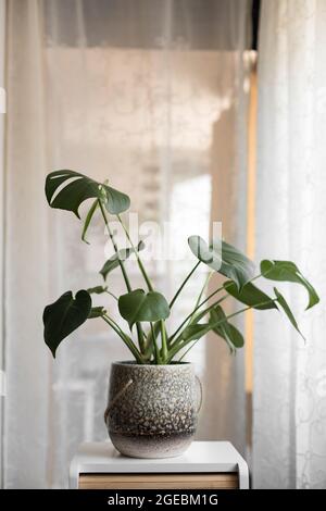 Nahaufnahme einer Monstera deliciosa Pflanze in einem rustikalen Keramiktopf über einem Tisch. Stockfoto