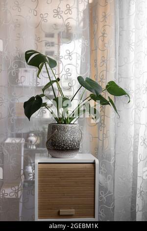 Gesunde Monstera deliciosa Pflanze in einem eleganten Keramiktopf über einem hölzernen Tambour-Türschrank. Stockfoto