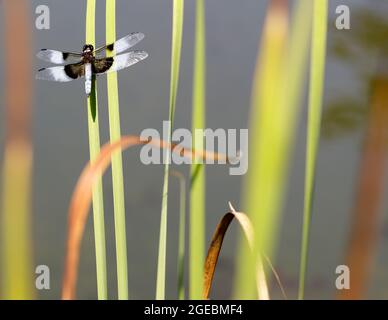 Witwe Skimmer Libelle erwachsenen Mann auf Wassergras Stem thront. Foothills Park, Santa Clara County, Kalifornien, USA. Stockfoto