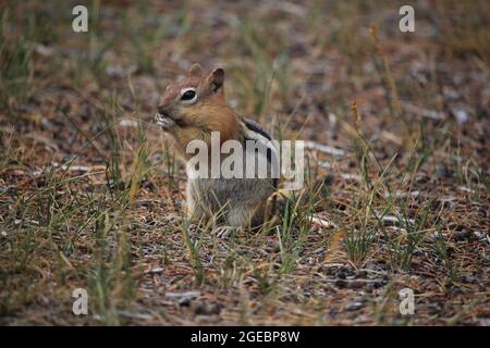 Golden Manled Boden Eichhörnchen im Gras Stockfoto