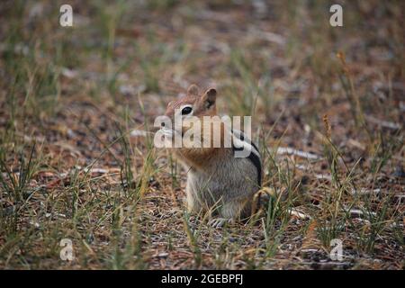 Golden Manled Boden Eichhörnchen im Gras Stockfoto