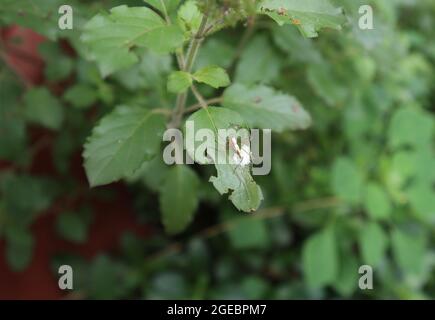 Nahaufnahme einer gelben weiblichen Spinne mit einem weißen Streifen auf dem Rücken auf einem heiligen Basilikum- oder Tulsi-Blatt mit seinen Eiern im heimischen Garten Stockfoto