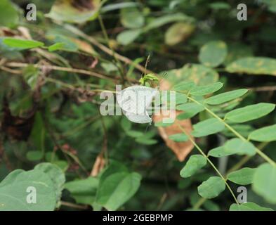Zwei Psyche-Schmetterlinge paaren sich auf einem Flugblatt in freier Wildbahn Stockfoto