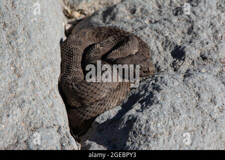 Arizona Black Rattlesnake (Crotalus cerberus) aus einem Canyon in Arizona, USA. Stockfoto