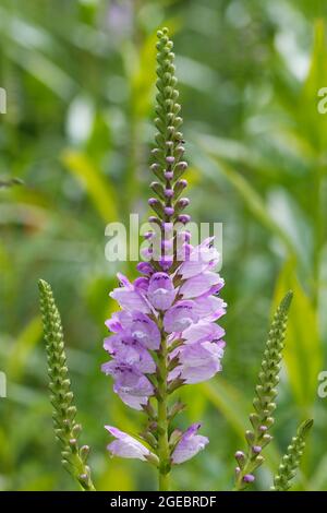 linaria purpurea blühender lila Toadflachs vor verschwommenem grünen Hintergrund Stockfoto