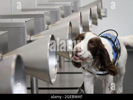 Vancouver, Kanada. August 2021. Der Nachweishund „Finn“ schnüffelt um die kegelförmigen Duftstände, um herauszufinden, welcher von ihnen am 18. August 2021 den COVID-19-Geruch im Schulungsraum des Vancouver General Hospital in Vancouver, British Columbia, Kanada, enthält. Kanadas erste COVID-19-Nachweishunde werden 6 Monate lang trainiert und sind bereit, in den nächsten Wochen zur Arbeit eingesetzt zu werden. Quelle: Liang Sen/Xinhua/Alamy Live News Stockfoto