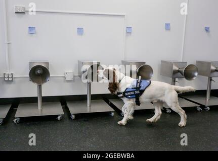 Vancouver, Kanada. August 2021. Der Nachweishund „Finn“ schnüffelt um die kegelförmigen Duftstände, um herauszufinden, welcher von ihnen am 18. August 2021 den COVID-19-Geruch im Schulungsraum des Vancouver General Hospital in Vancouver, British Columbia, Kanada, enthält. Kanadas erste COVID-19-Nachweishunde werden 6 Monate lang trainiert und sind bereit, in den nächsten Wochen zur Arbeit eingesetzt zu werden. Quelle: Liang Sen/Xinhua/Alamy Live News Stockfoto