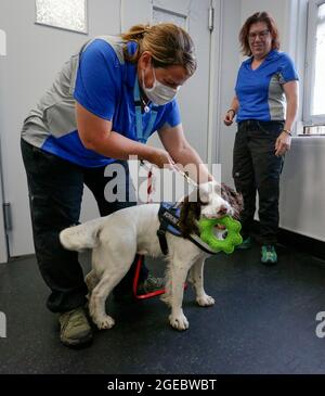 Vancouver, Kanada. August 2021. Spezialisten für die Erkennung von Hunden bereiten sich darauf vor, am 18. August 2021 den COVID-19-Erkennungshund „Finn“ im Schulungsraum des Vancouver General Hospital in Vancouver, British Columbia, Kanada, zu trainieren. Kanadas erste COVID-19-Nachweishunde werden 6 Monate lang trainiert und sind bereit, in den nächsten Wochen zur Arbeit eingesetzt zu werden. Quelle: Liang Sen/Xinhua/Alamy Live News Stockfoto