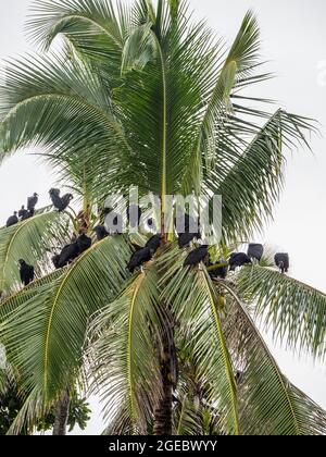 Schwarze Geier (Coragyps atratus) sitzen in einer Palme und warten darauf, dass Meeresschildkröten Eier an einem Costa Rica Strand legen. Stockfoto