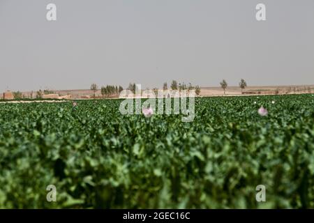 PATROUILLENBASIS FULOD, Provinz Helmand, Islamische Republik Afghanistan - Seaman Orlando C. Farase, ein Korpsmann für das Beratungsteam 4, das der Firma C, 1. Bataillon, 5. Marine-Regiment, angeschlossen ist, verbanden während einer Patrouille in Sangin, Afghanistan, Mai 11, die Hand eines Kindes. Soldaten der afghanischen Nationalarmee vom 2. Tolay, 2. Kandak, führten die Anwesenheitssatrouille durch Sangin und wurden von Marine-Beratern für das Team begleitet, die ausschließlich dort waren, um die ANA-Soldaten zu beobachten und Feedback zu geben. Farase, 22, stammt aus Pensacola, Florida Stockfoto